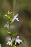 Georgia calamint